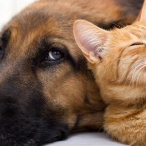 Biodegradable Pet Shampoo Bars