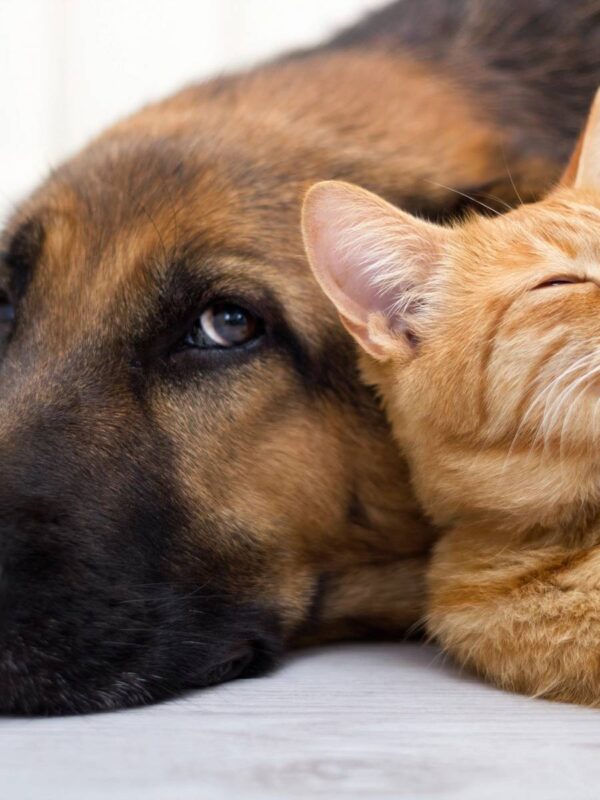 Biodegradable Pet Shampoo Bars